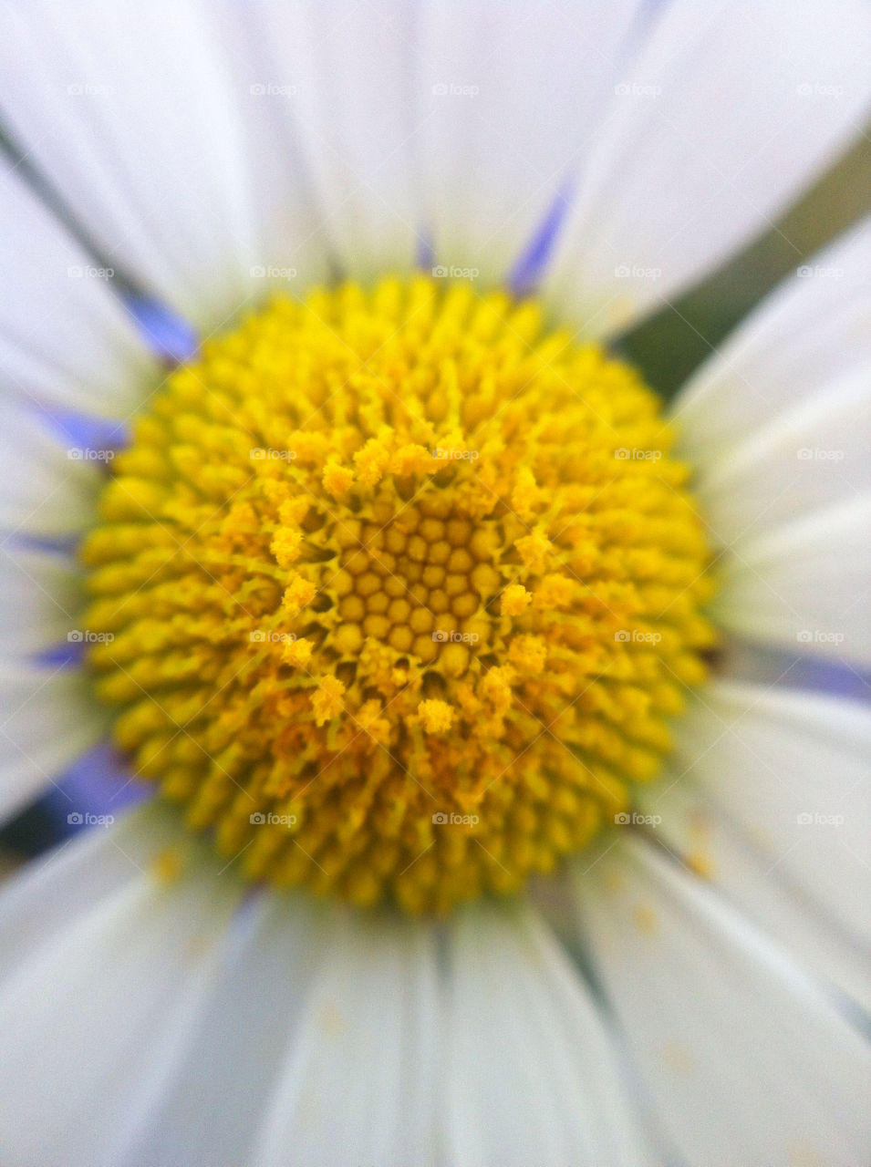 flower macro daisy haqvinsson by haq