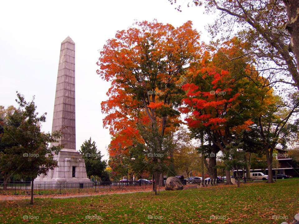 Tree, No Person, Fall, Outdoors, Park