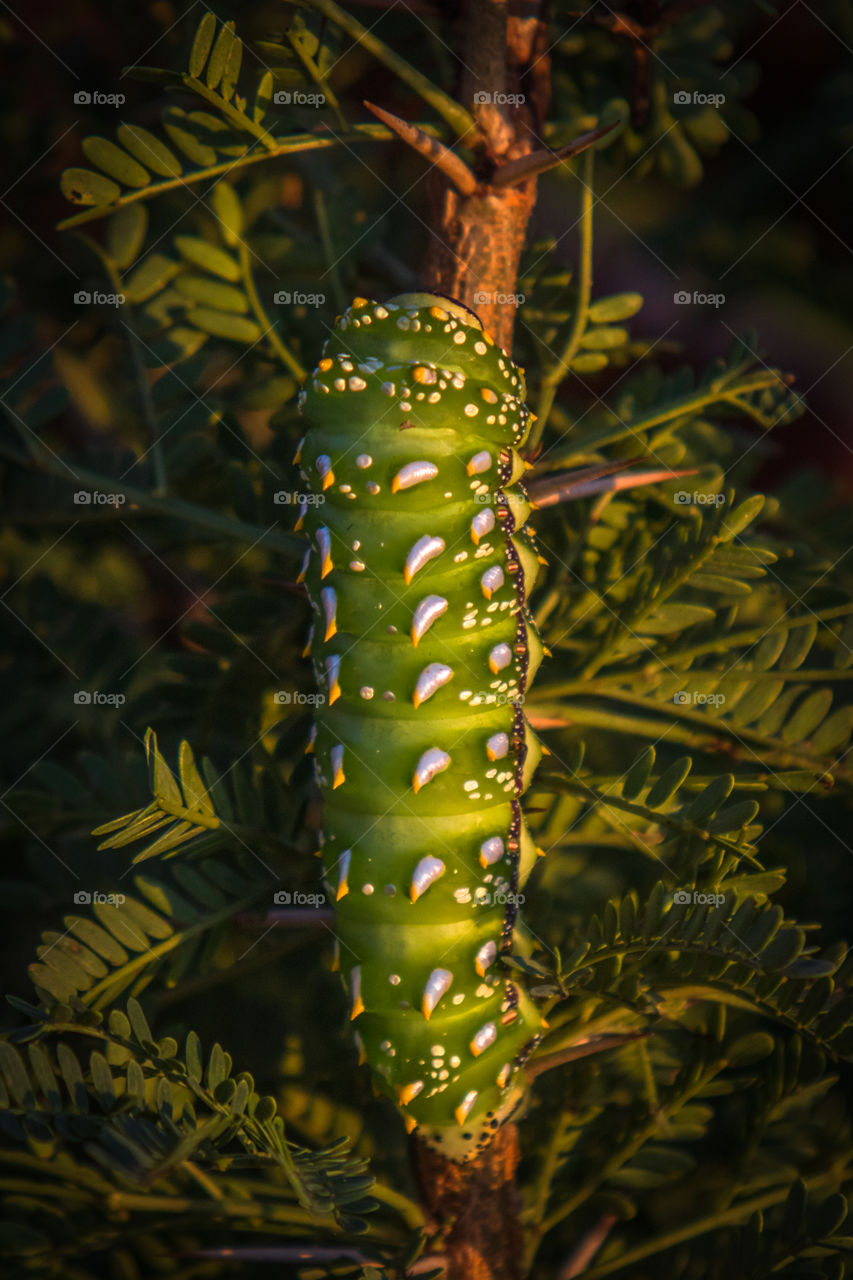 Closeup of green and silver emperor moth caterpillar on a shrub branch