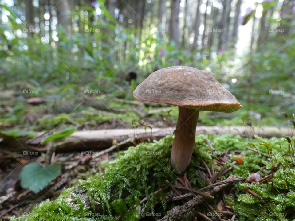 Pilz