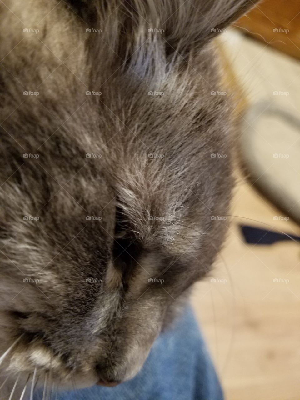 Cat enjoying a scratch