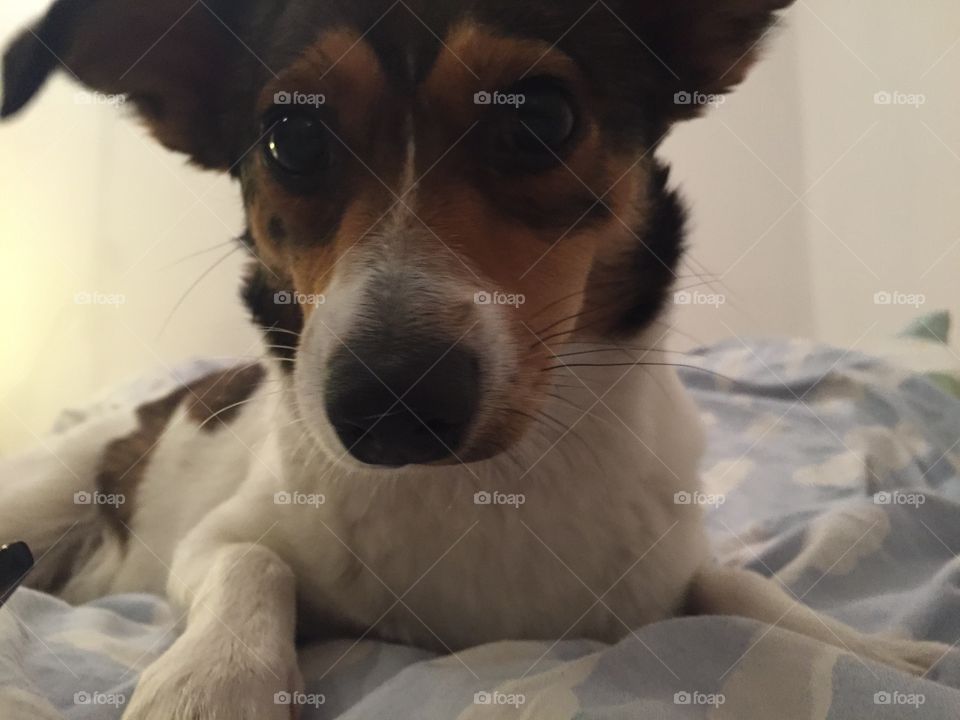 Dog, Canine, Pet, Cute, Mammal