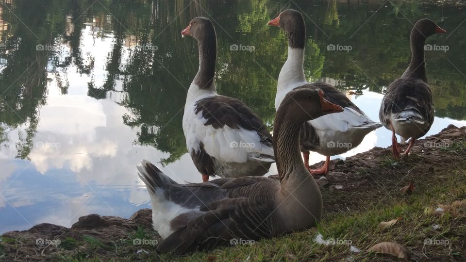patos
