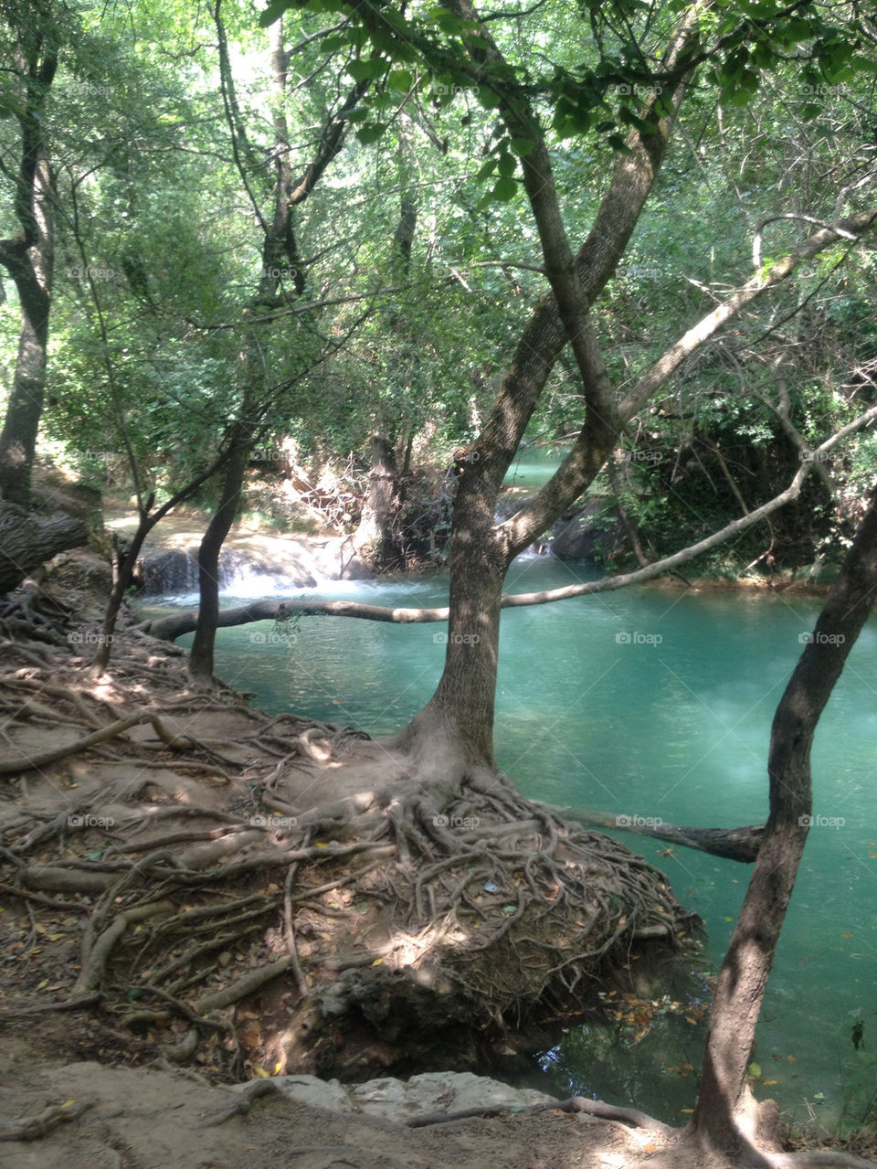 trees river france roots by lemonique