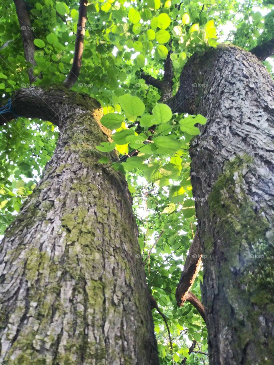 Water oak tree split