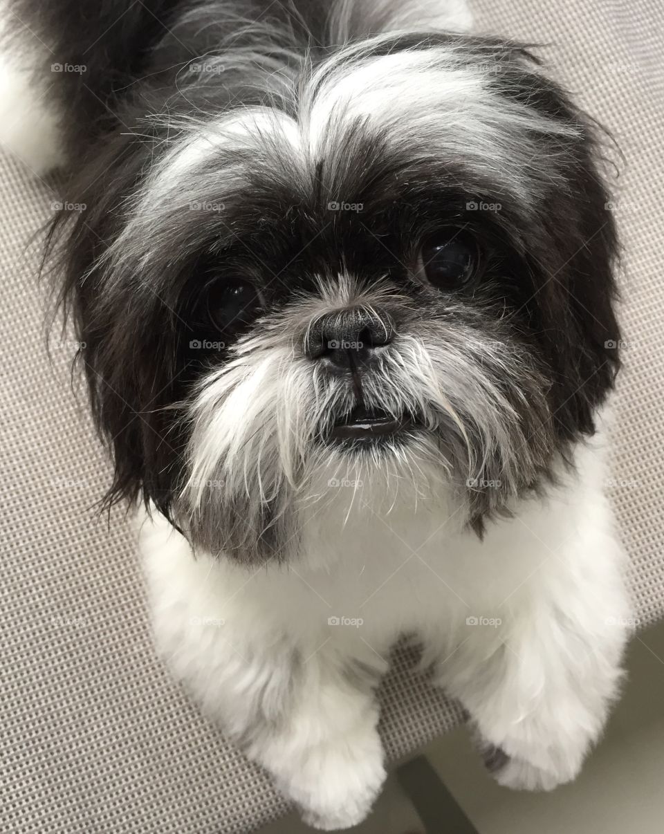 Shih Tzu - portrait