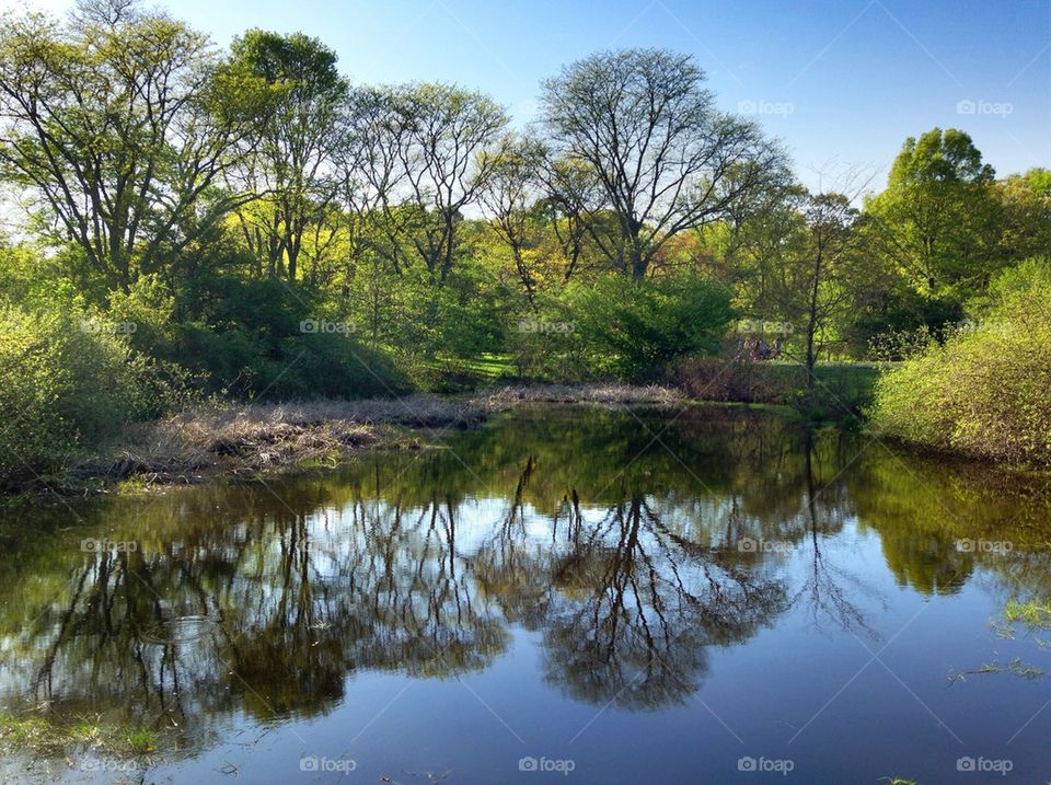 Pond reflection