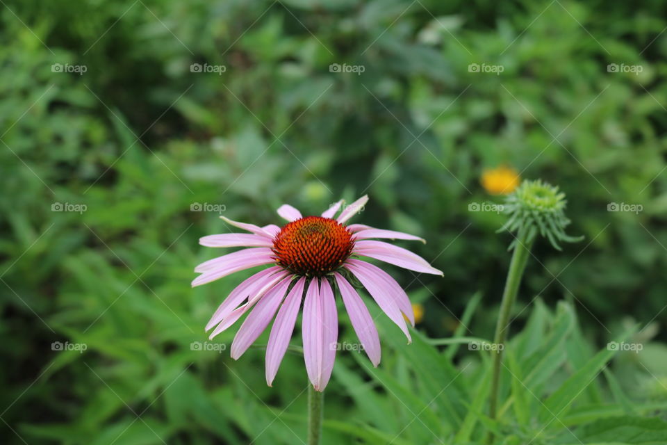 Cone Flower