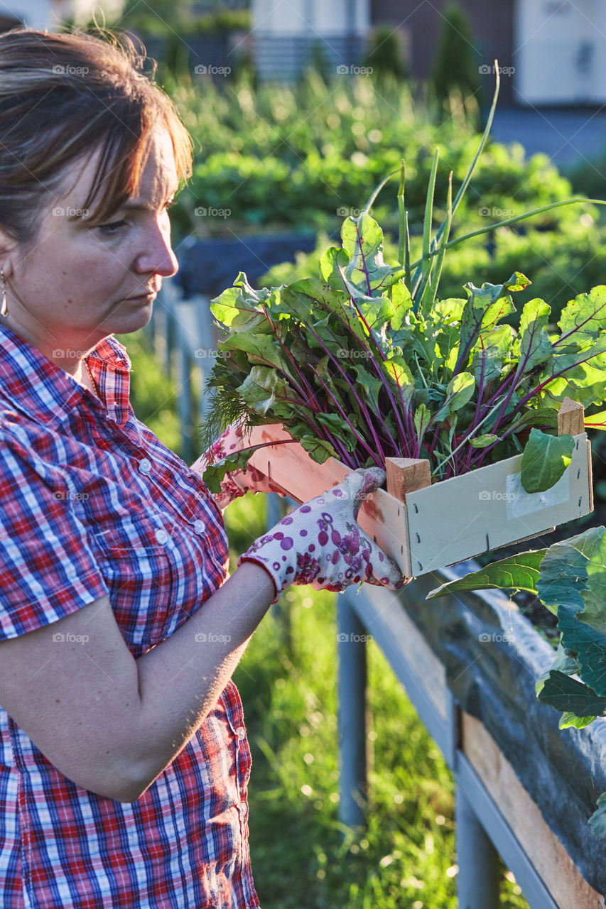 Woman working in a home garden in the backyard, picking the vegetables and put to wooden box. Candid people, real moments, authentic situations