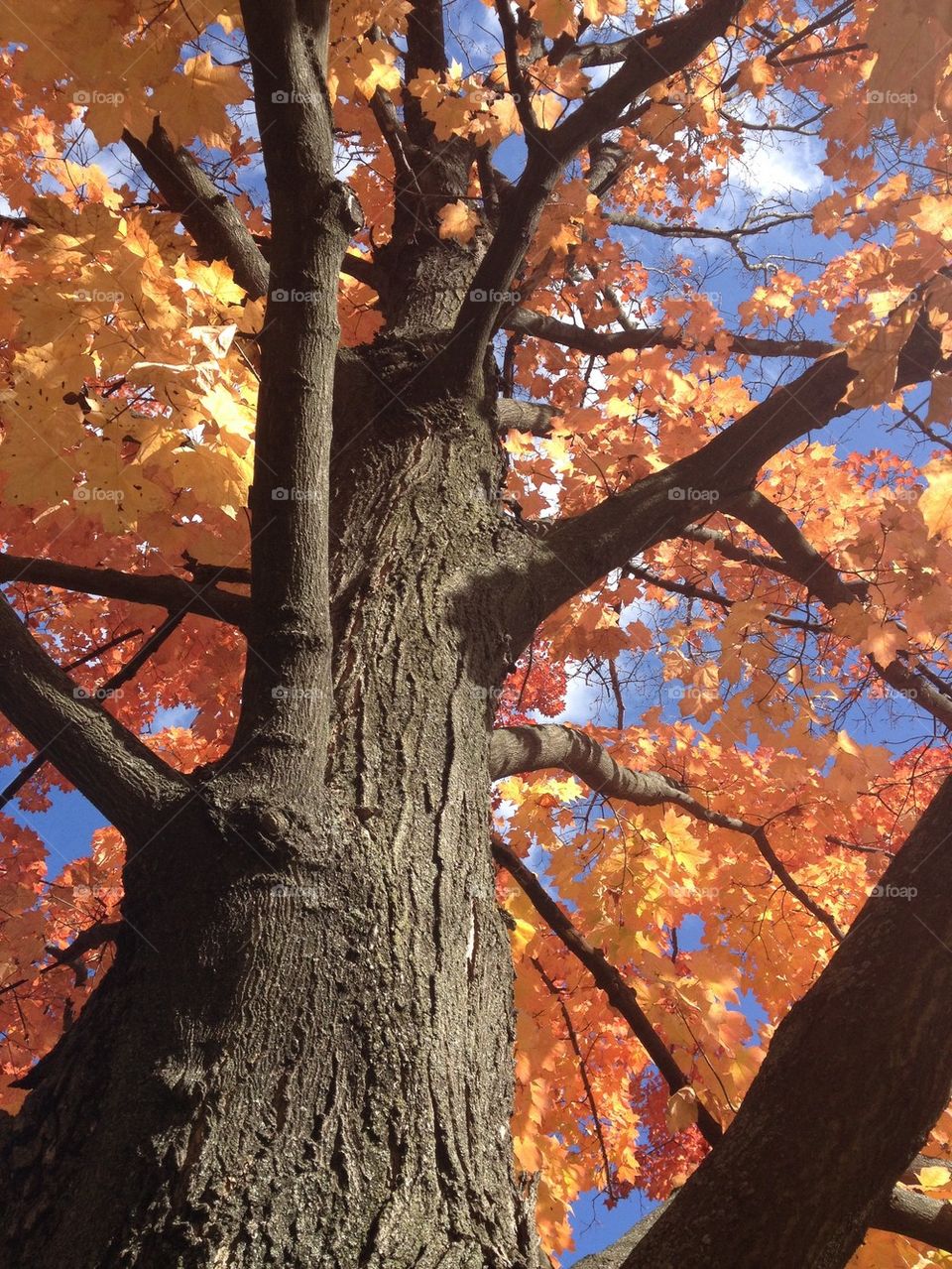 Orange Maple Leaves and Blue Sky