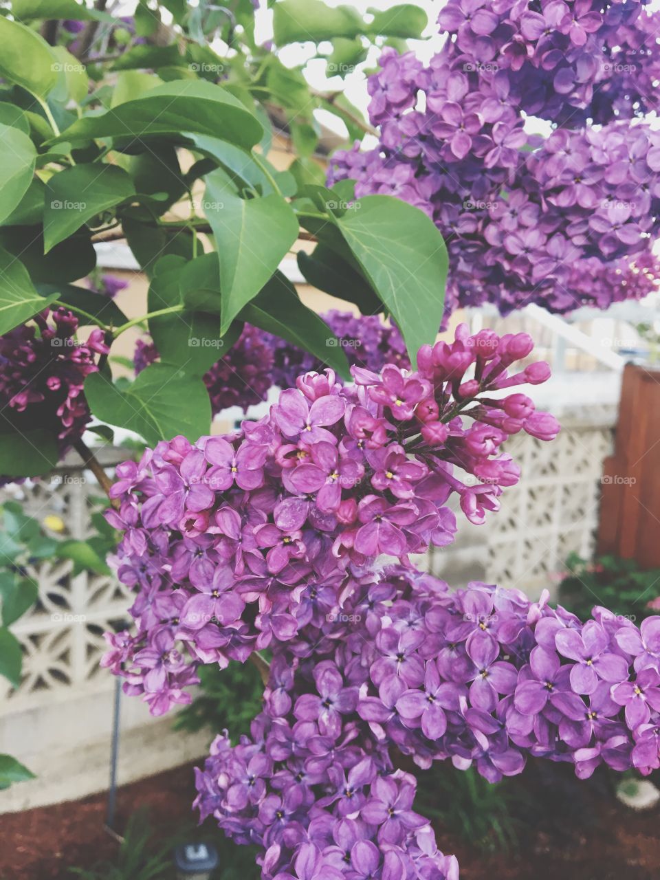 Beautiful purple flowers 