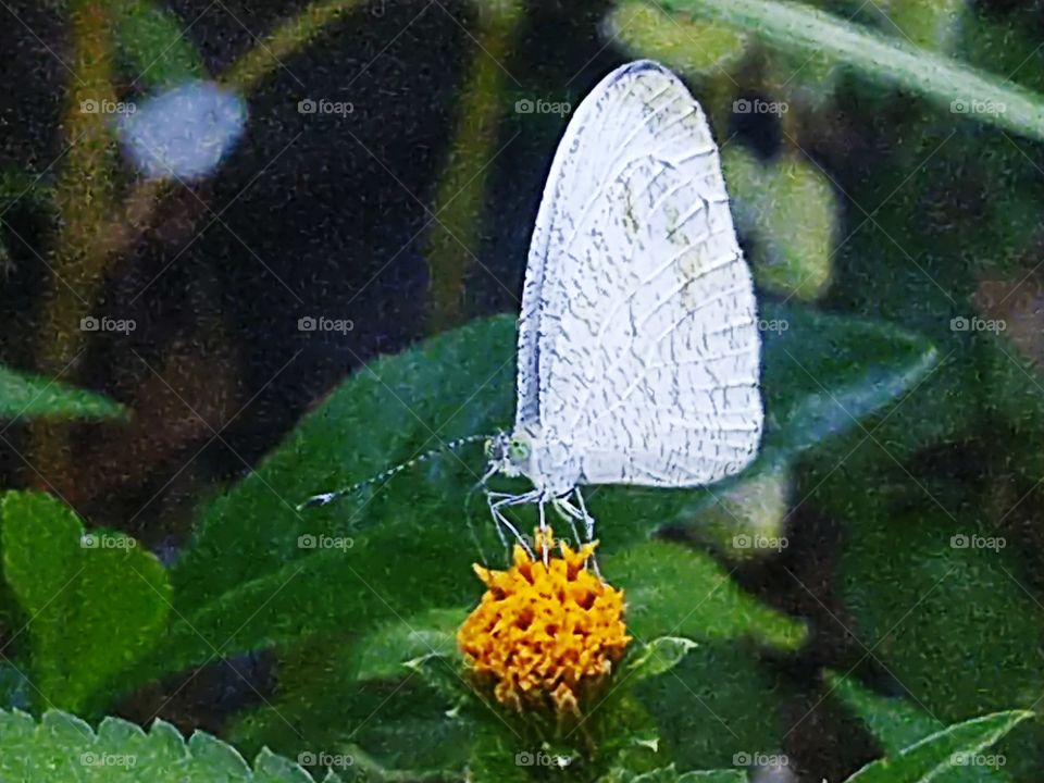 White butterfly perched on flower