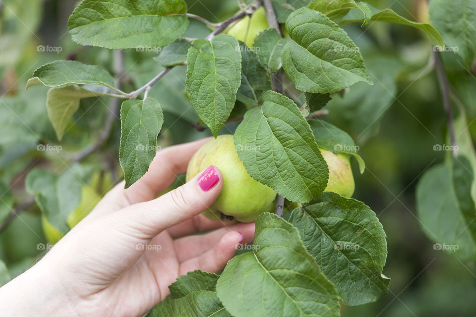 Picking the apples