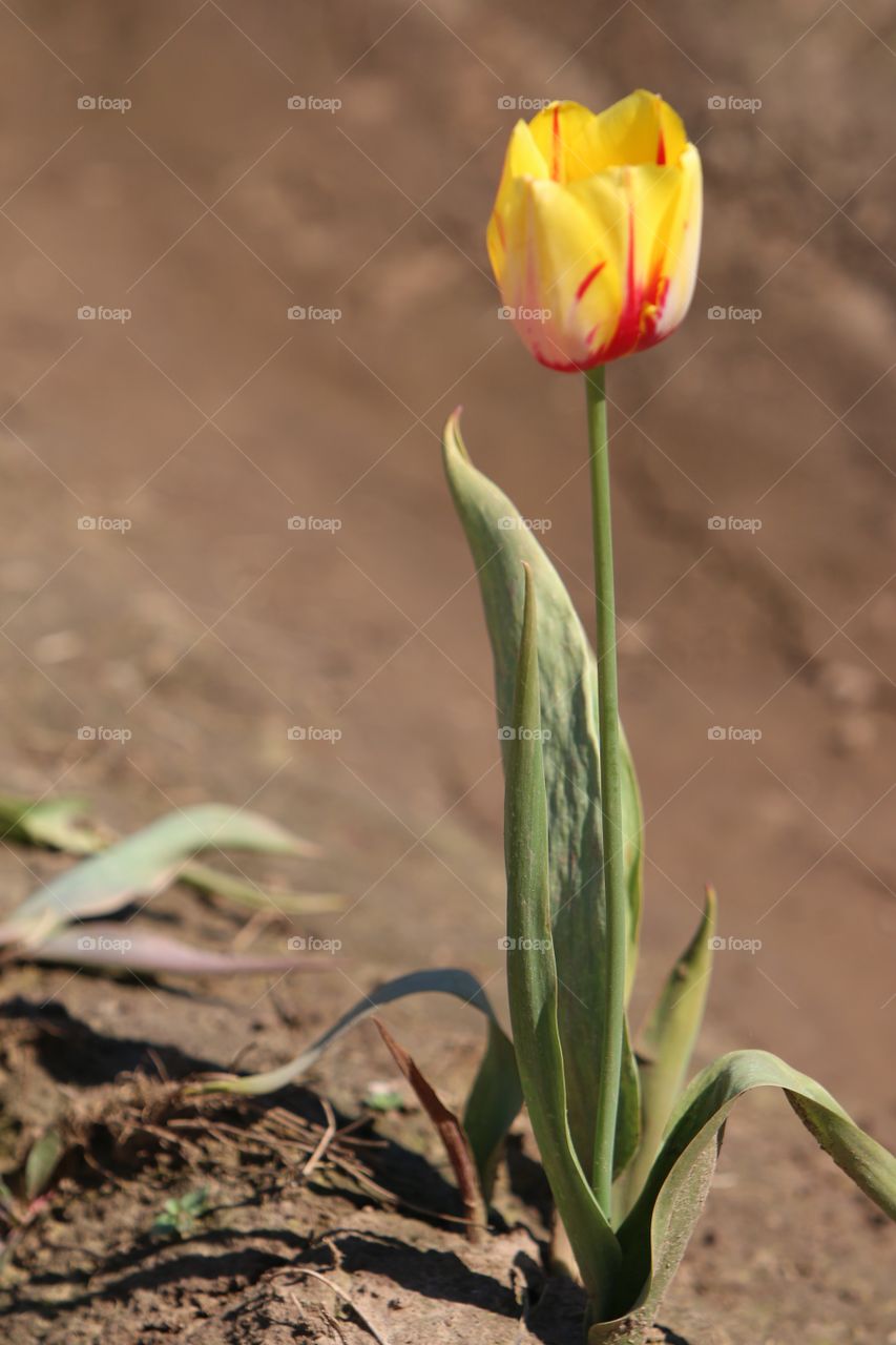 Single tulip. 