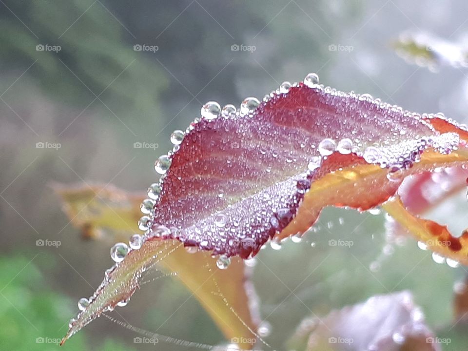 Dew drops on leaf