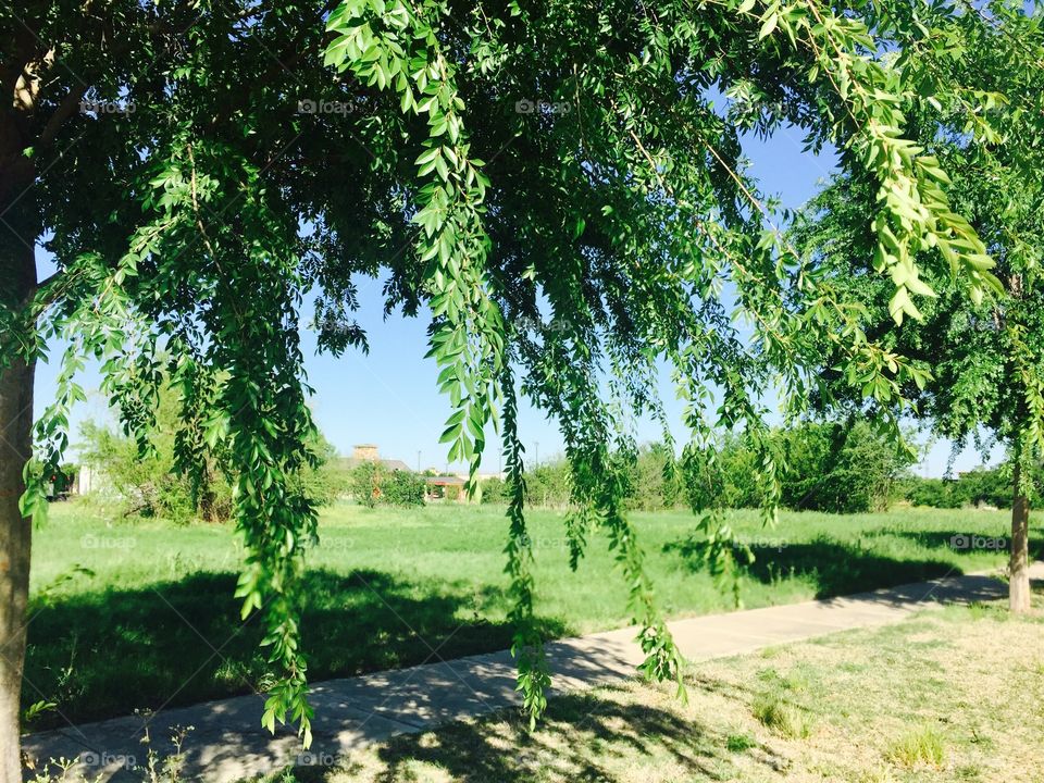 Mature tree in Texas 