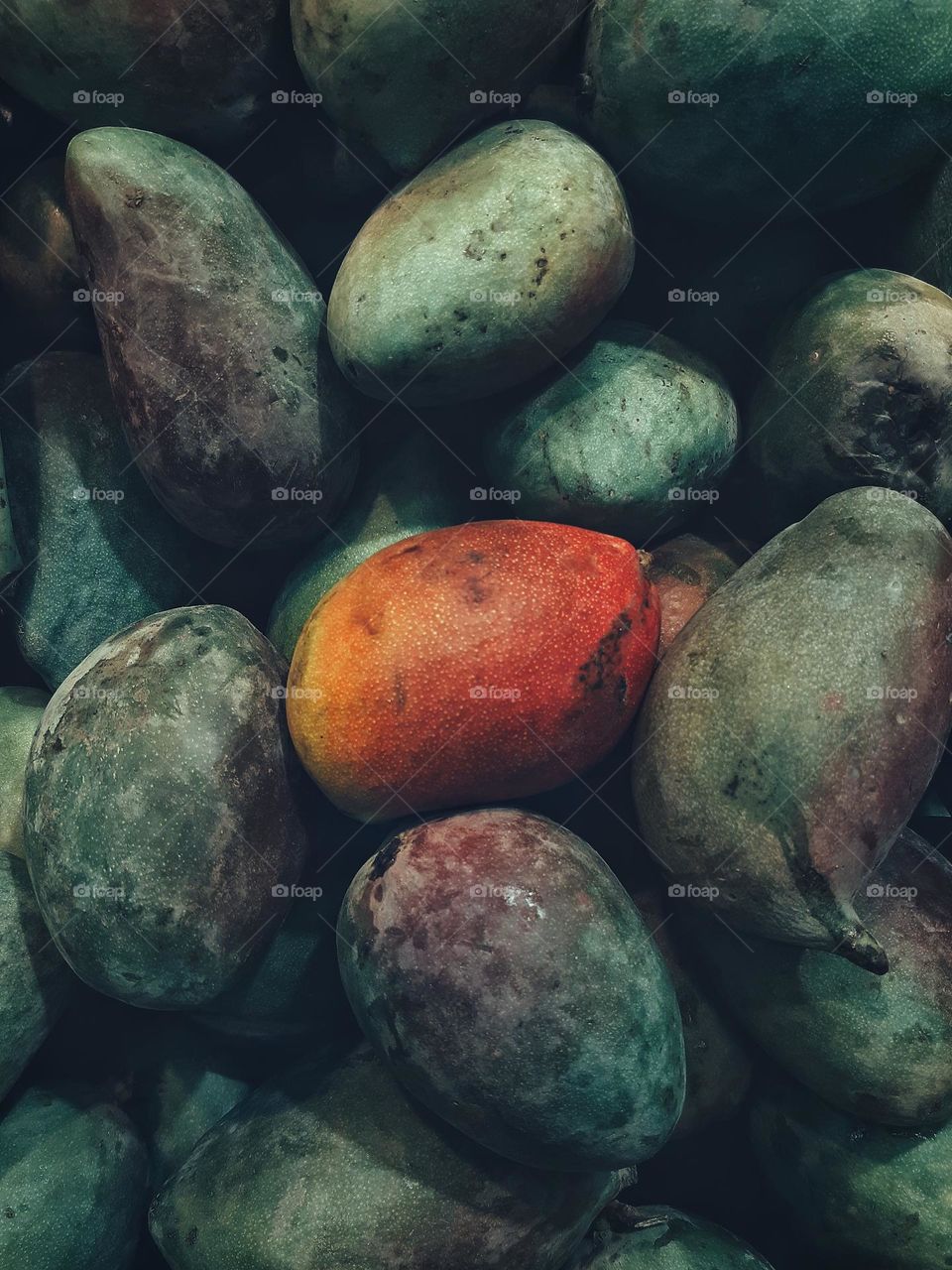 Colourful mangoes