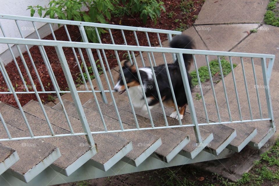 doggie climbing the stairs
