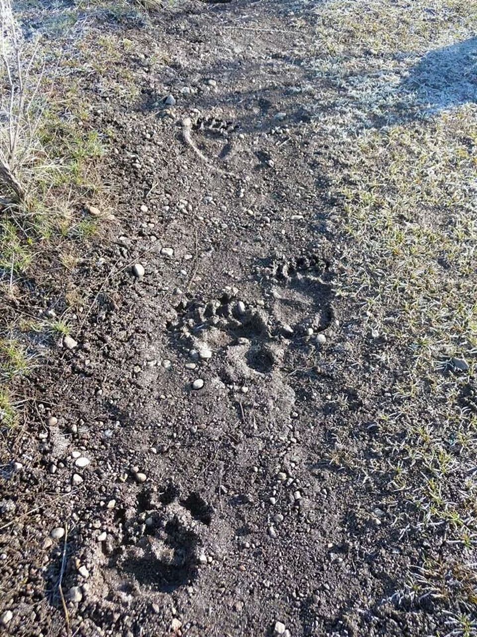 bear prints