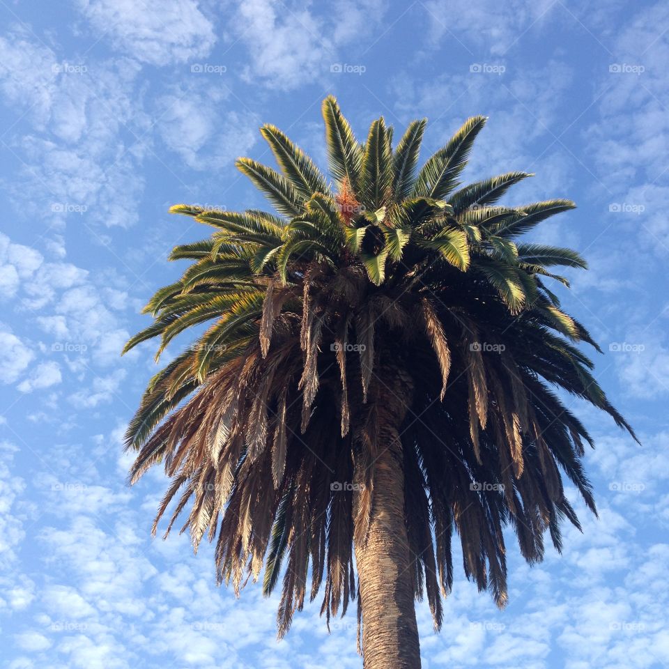 Giant palm tree