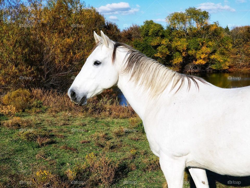 An American Quarter horse standing in a pasture in fall on an East Texas Farm