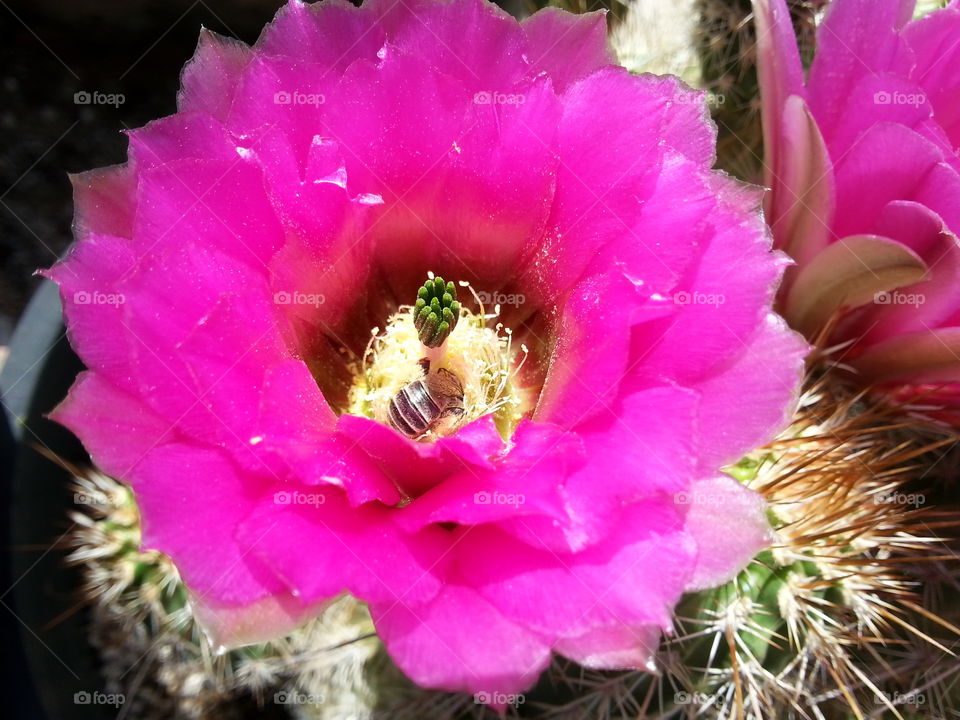 hedge hog cactus flower. those things that youwant tosee right in your back yard, went out and discover this amazing view.