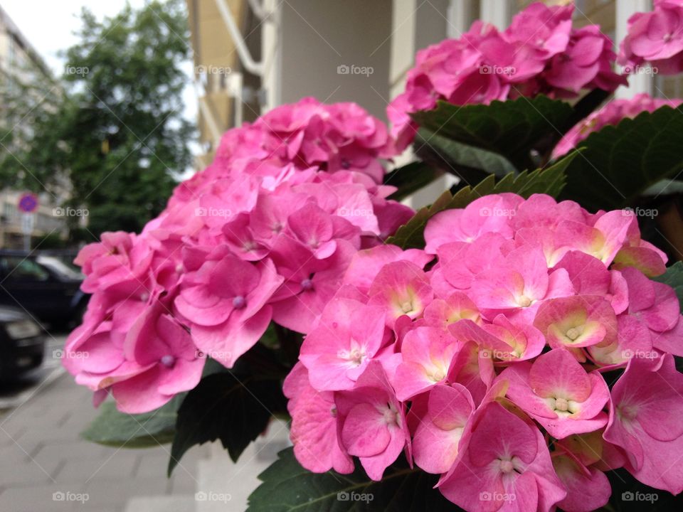 Pink hydrangea