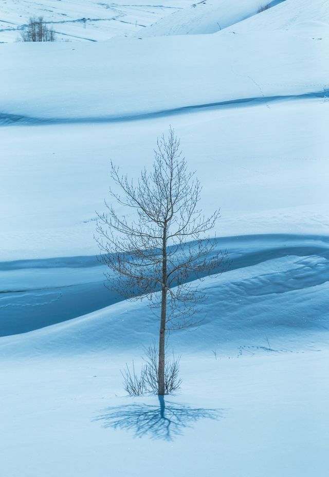 Bare tree with reflection or shadow on iced snow surface