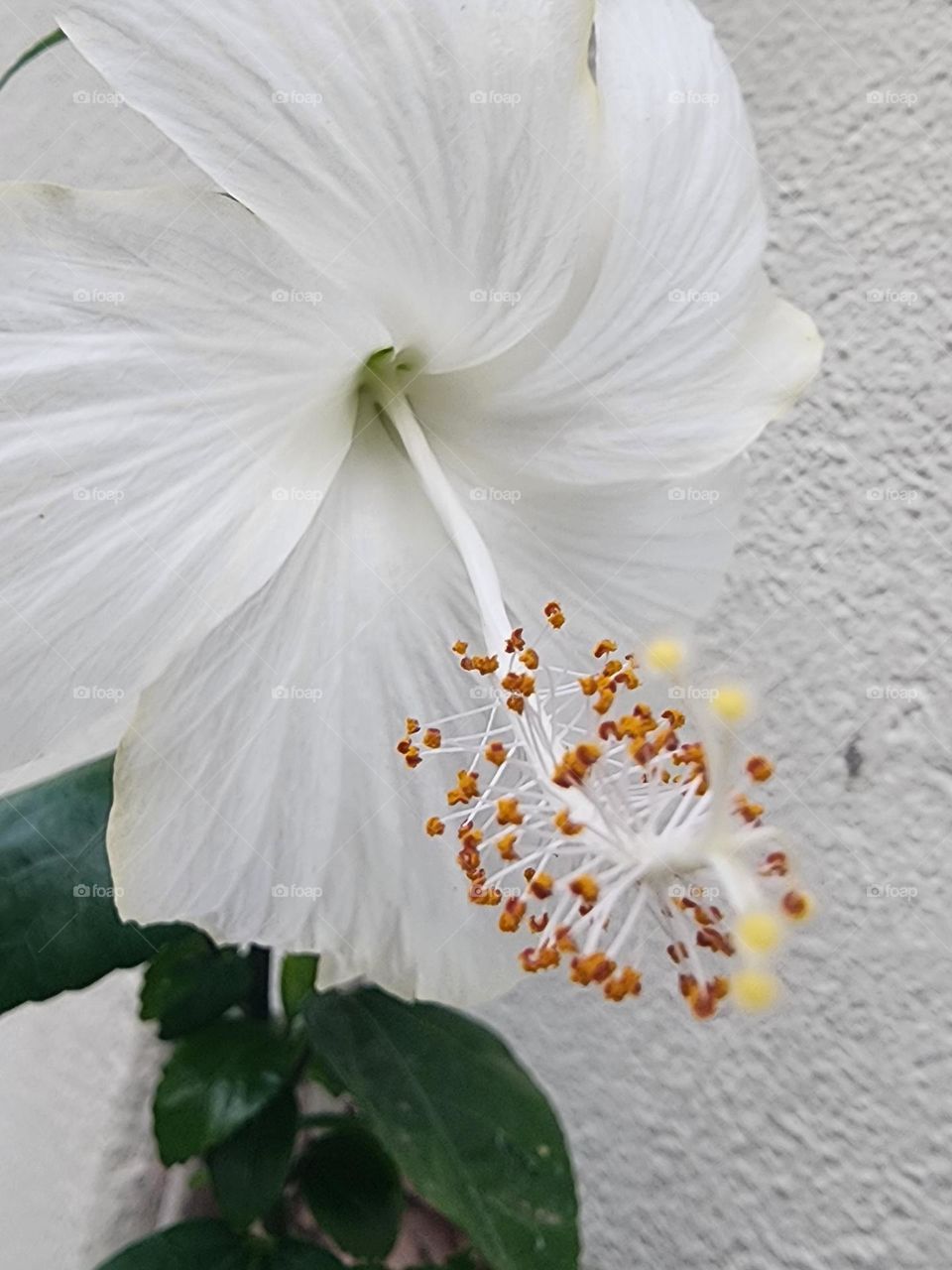 blooming hibiscus