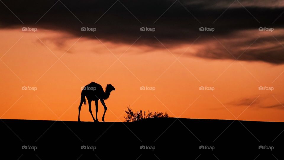 Desert sunset and camel 