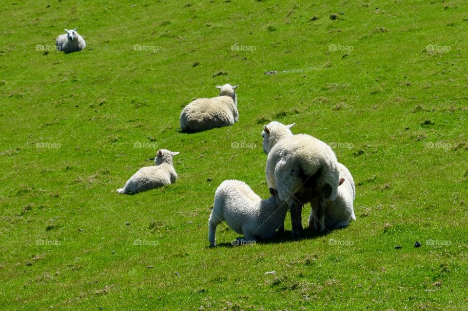 New Zealand Sheep