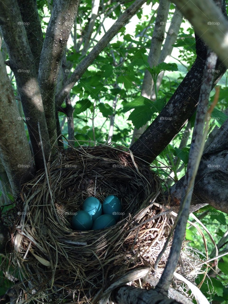 Bird nest
