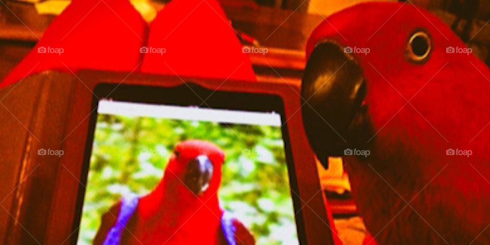 Sadie the red parrot sees herself on an iPad.