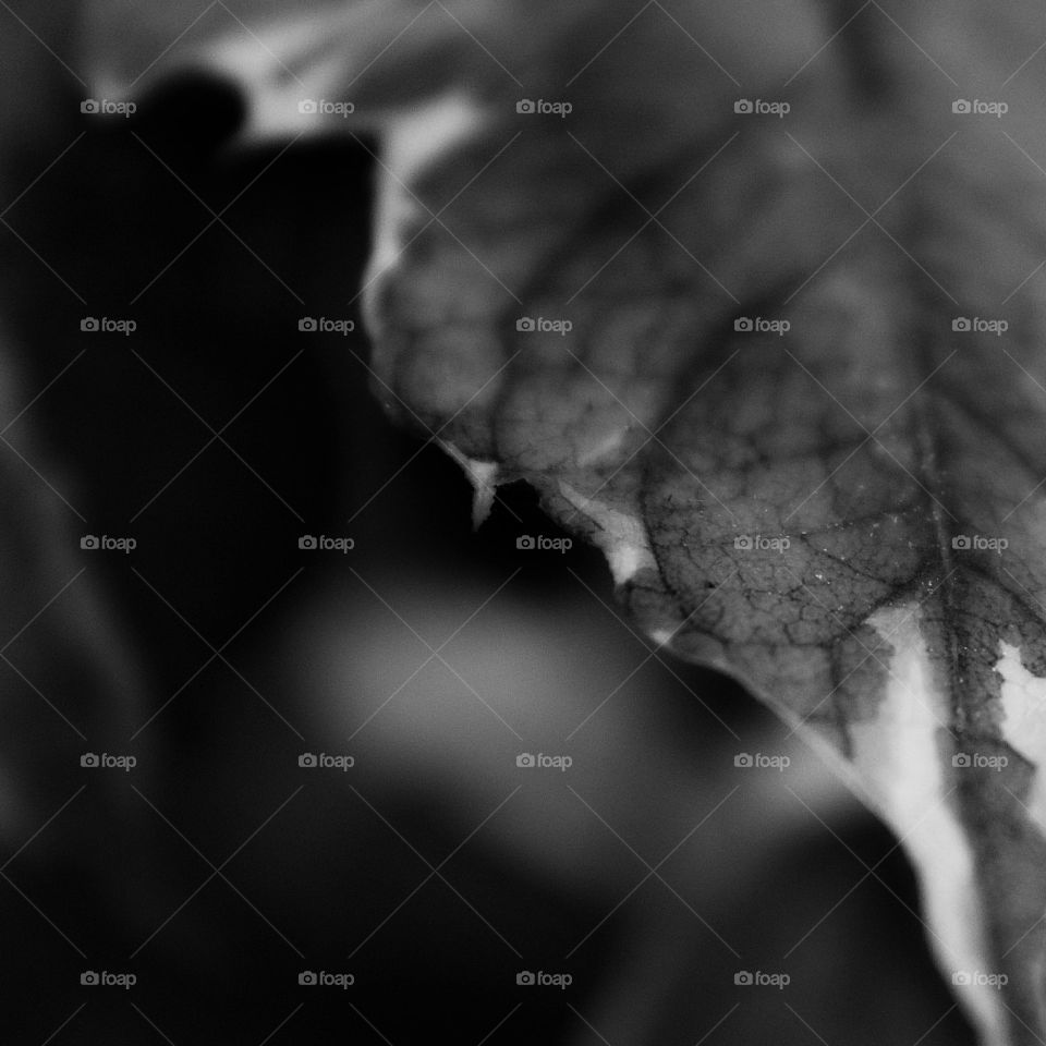 A different eye on a sweet potato vine