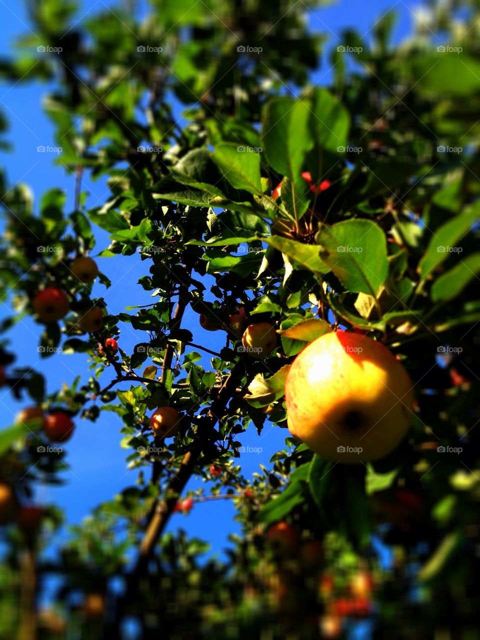 Apples are sweet to eat