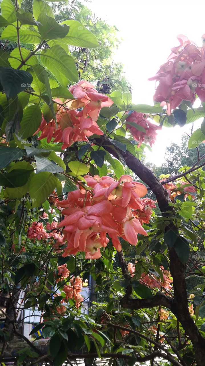 pink flower