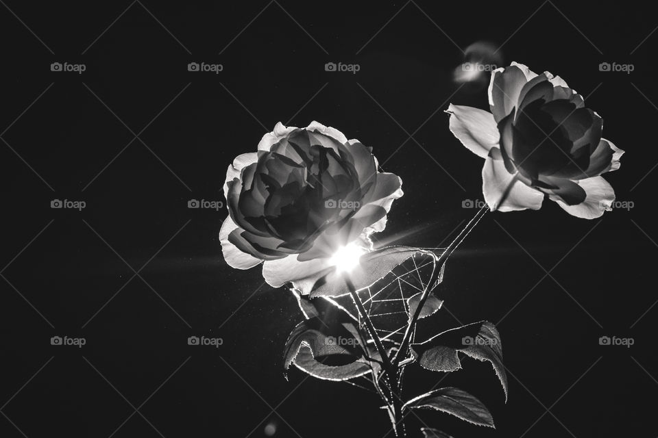 Two roses with background light