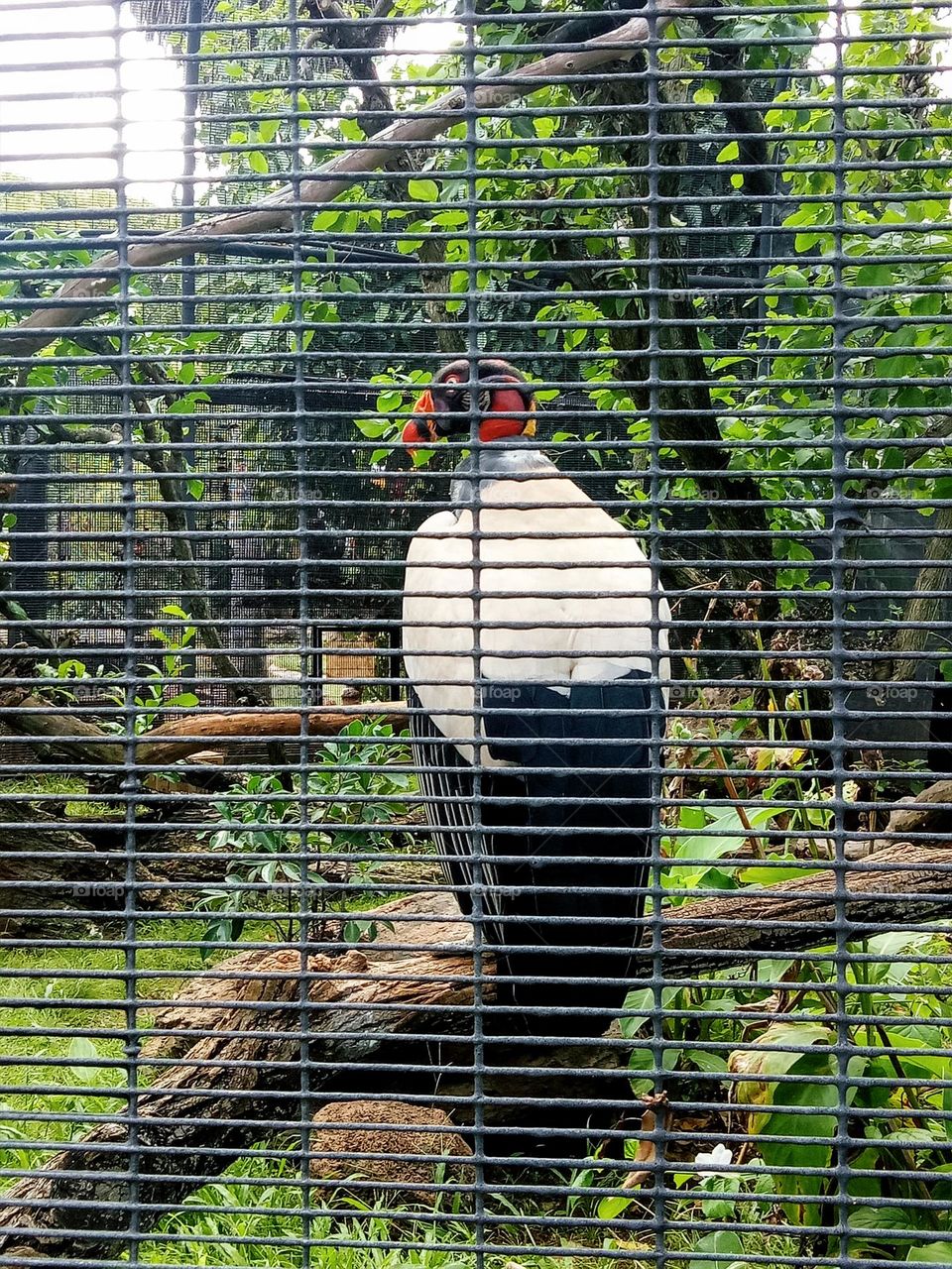 Hornbill inside the big cage