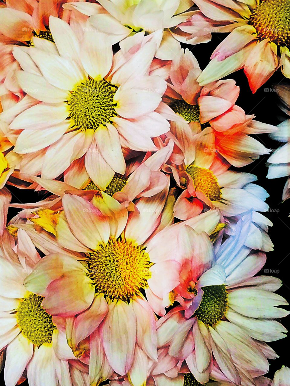 A bunch of very colorful flowers
