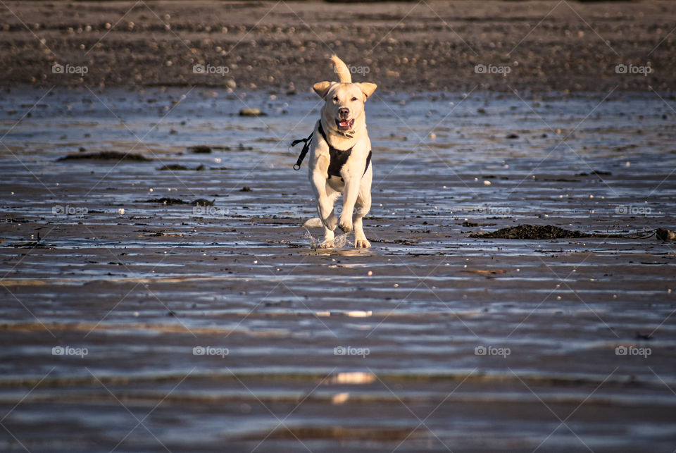 Happy dog