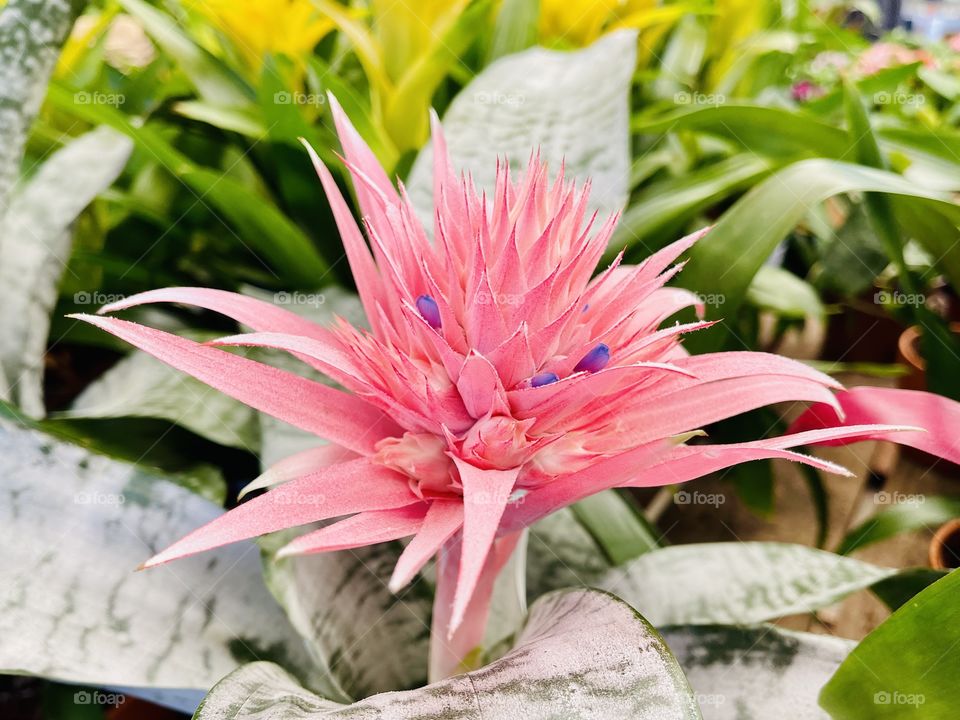 Close up shot of pink rarer flower 