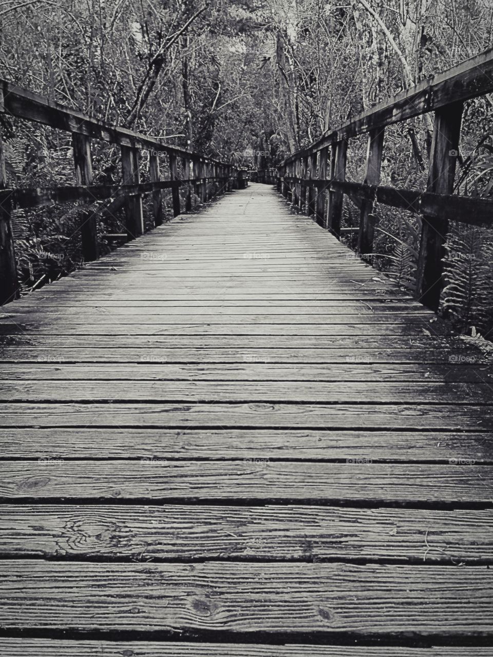 Long and inviting wooden boardwalk through a tropical forest.