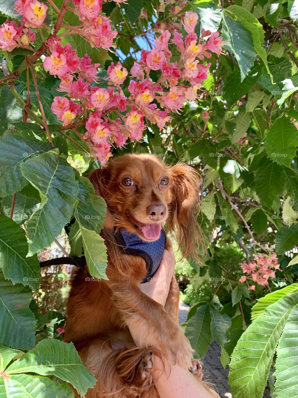 Charlie; the flowers lover 🌸