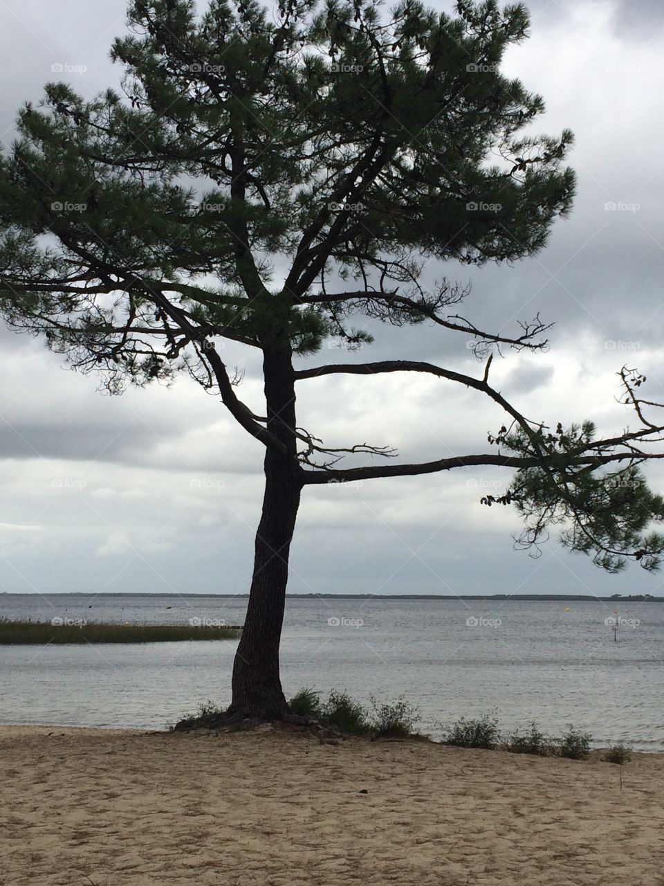 Tree on the beach