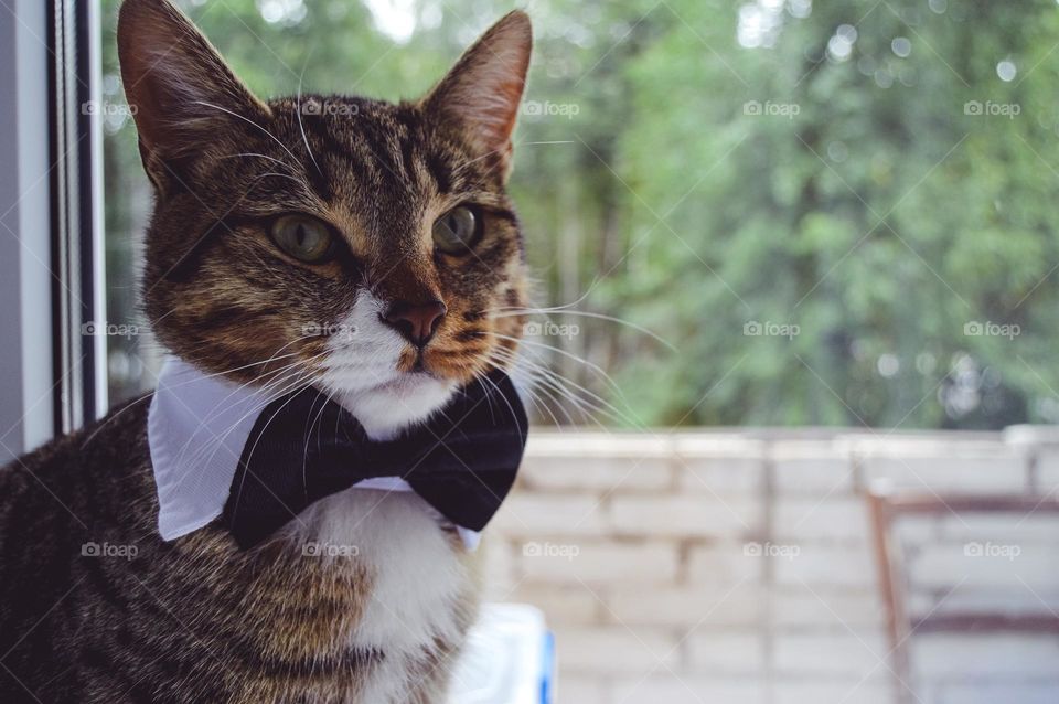 The house is always more cozy, brighter and more joyful when you have a furry friend waiting for you in it