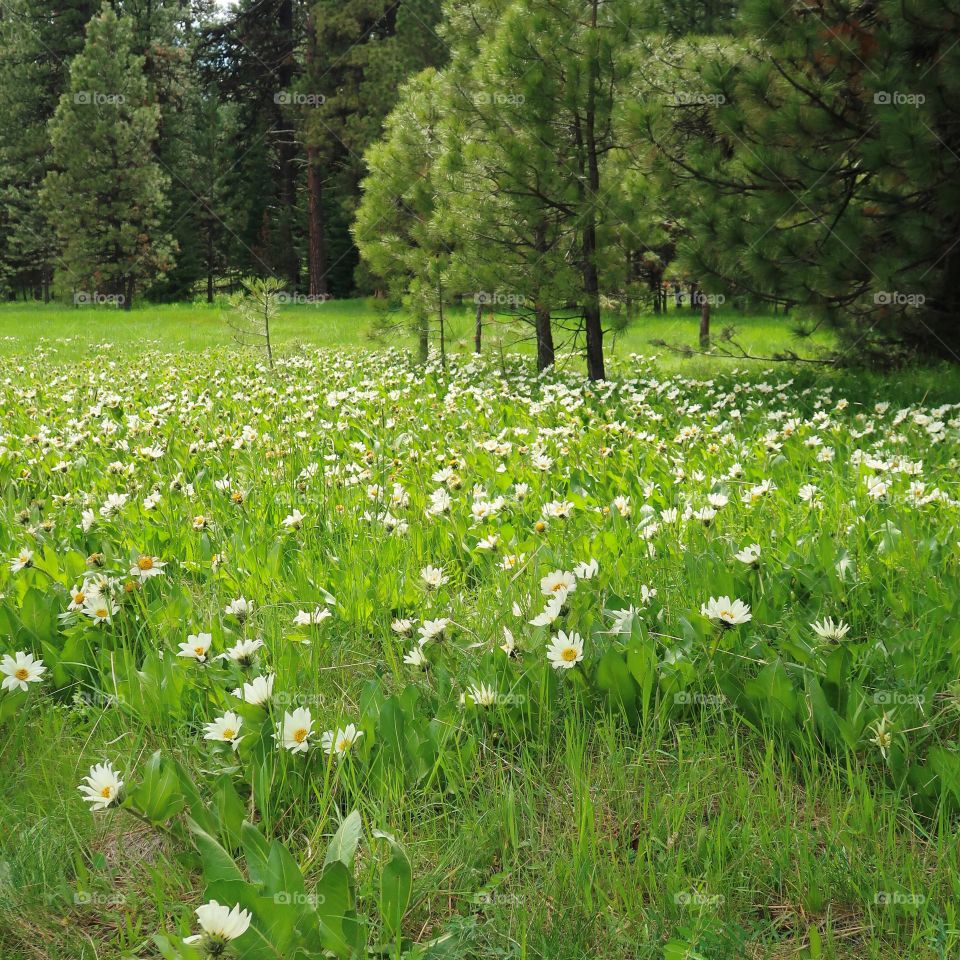 Bright white wildflowers grow amongst the pine trees in a green field on a mountain on a spring day. 
