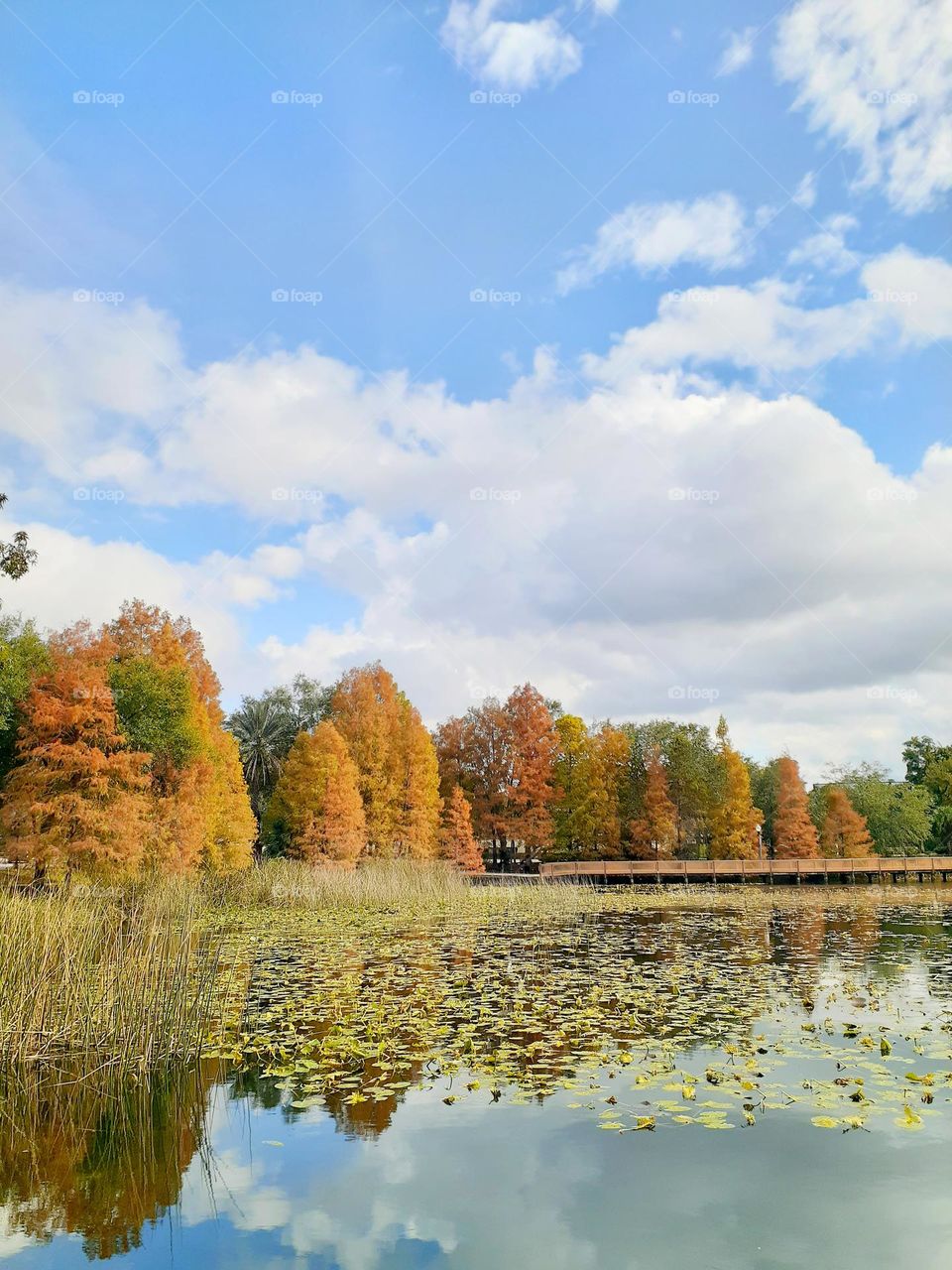 Fall colors on the trees and blue sky and white clouds on a beautiful day at Lake Lily Park.