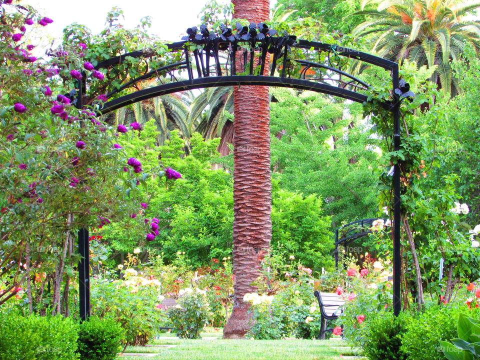 palm tree archway