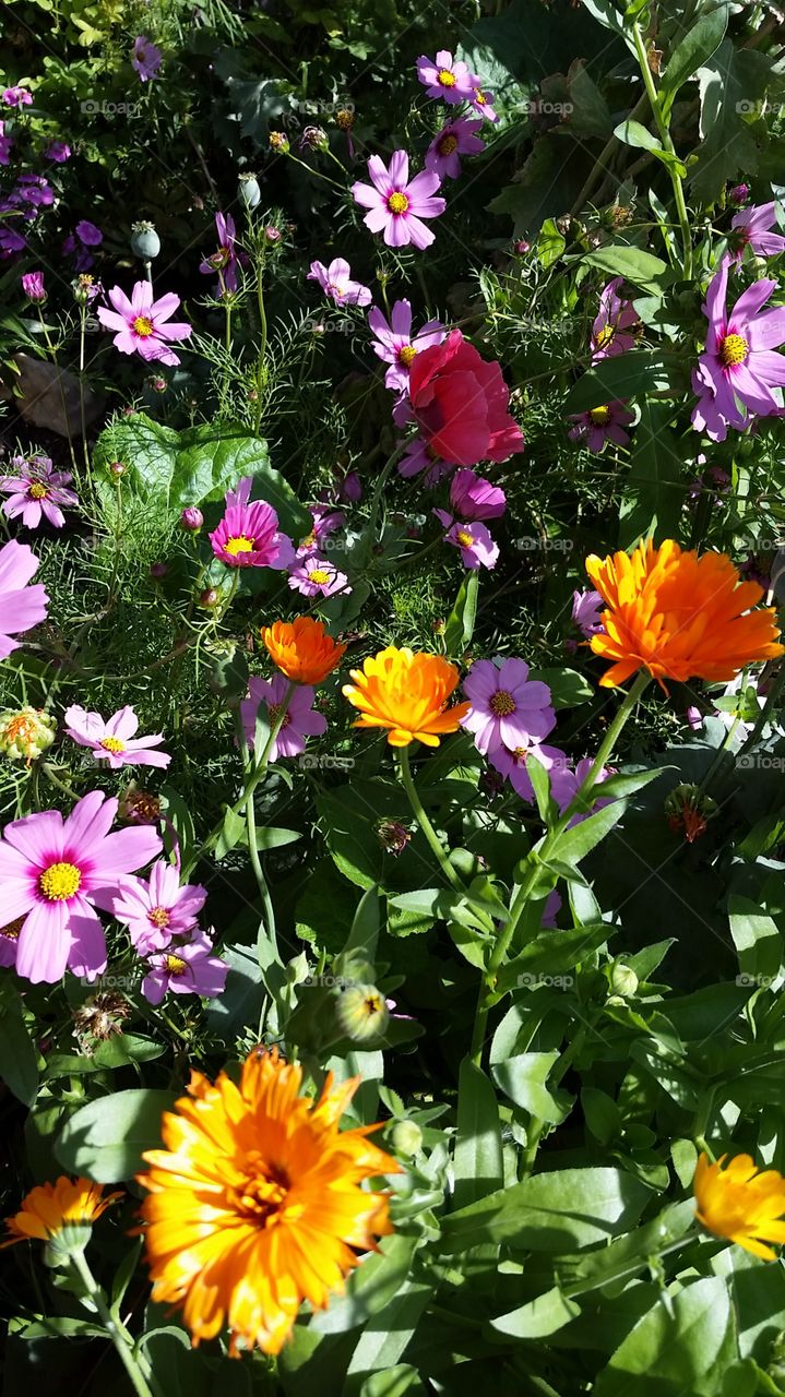 my Calendula & Cosmos. gone crazy did not plant them there oh well