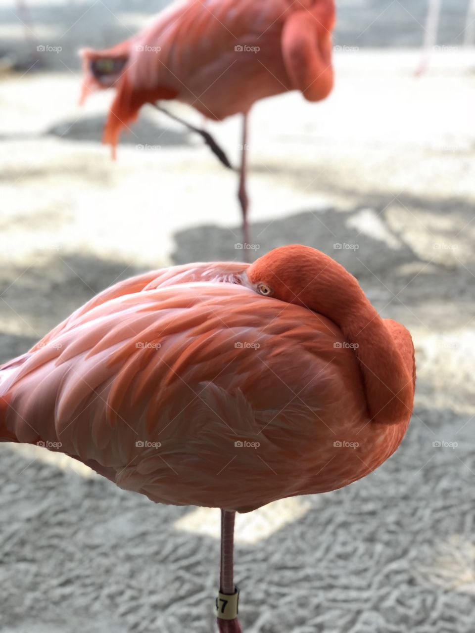 Flamingo warming itself up 